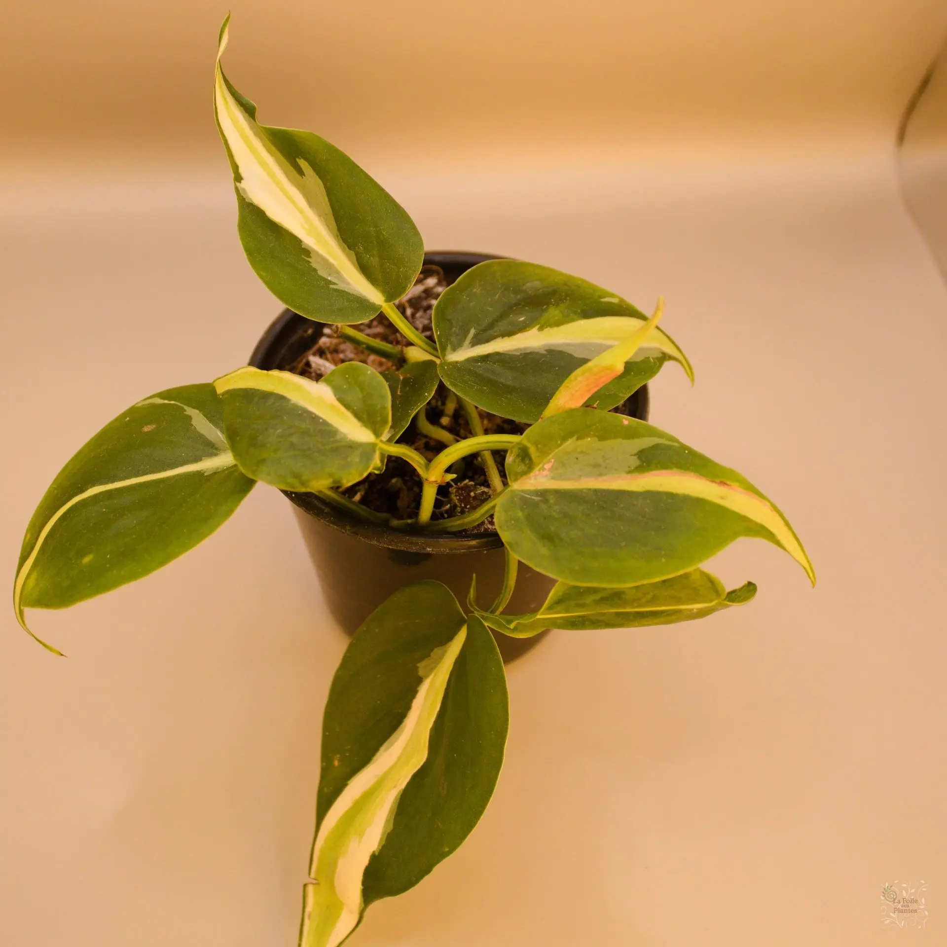 Philo Silver Stripes