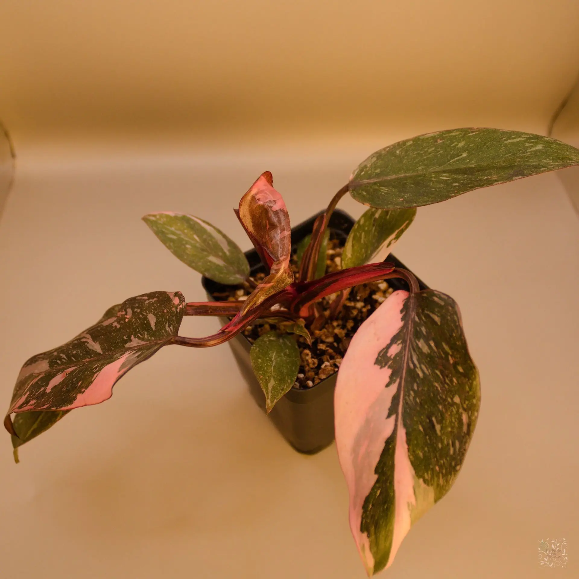 Philo Pink Princess Marble