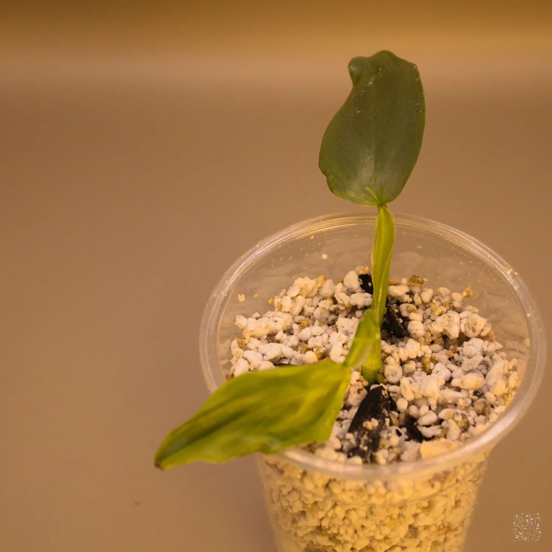 Philo Silver Knight Vg