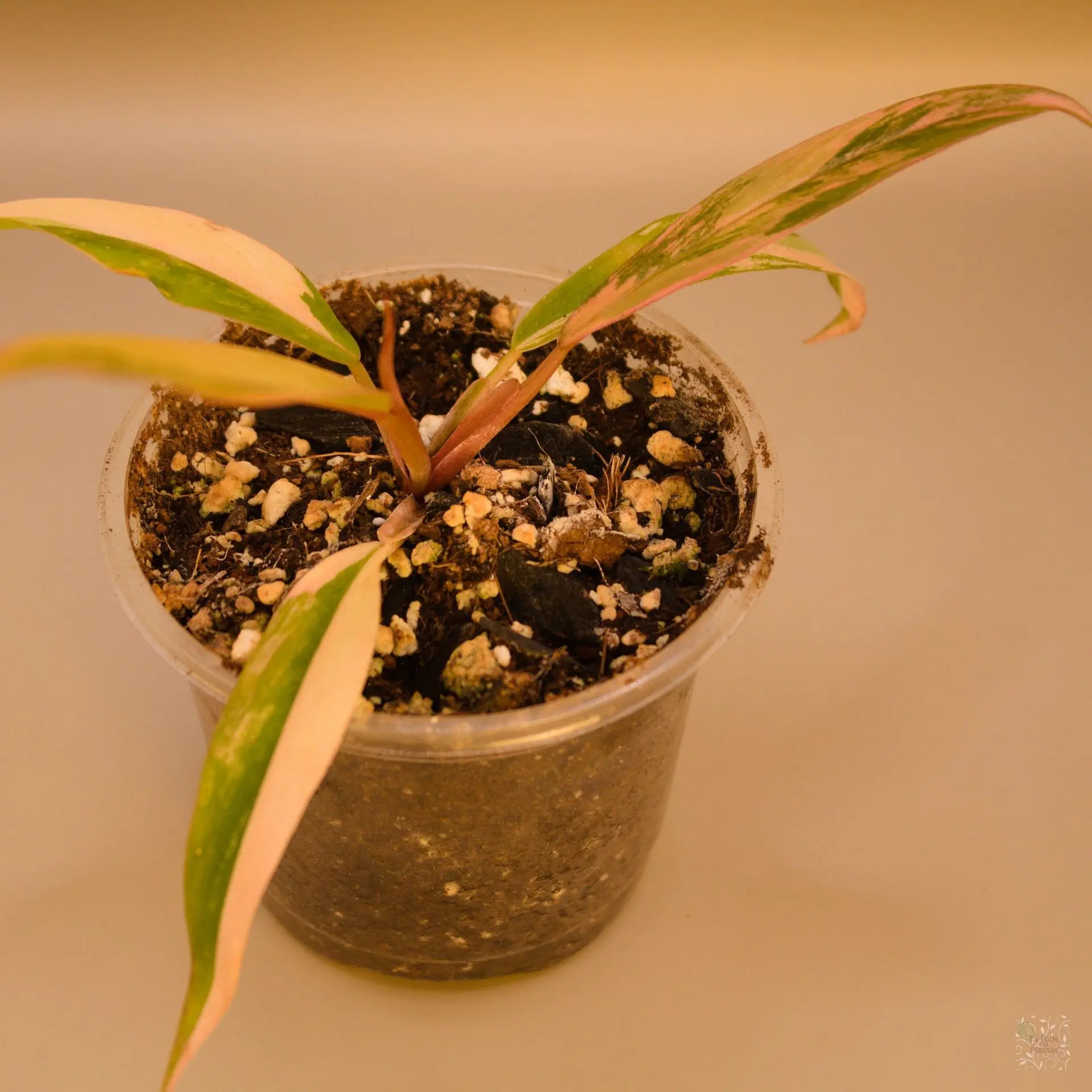 Philo Caramel Marble