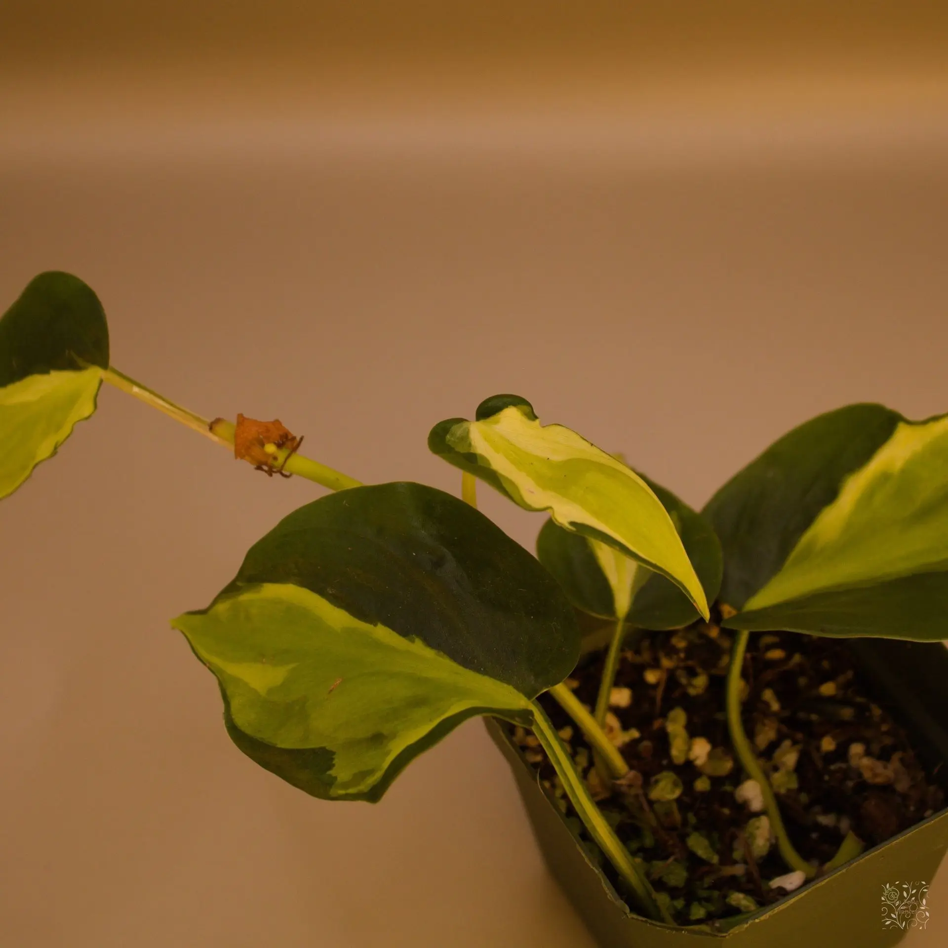 Philo Silver Stripes