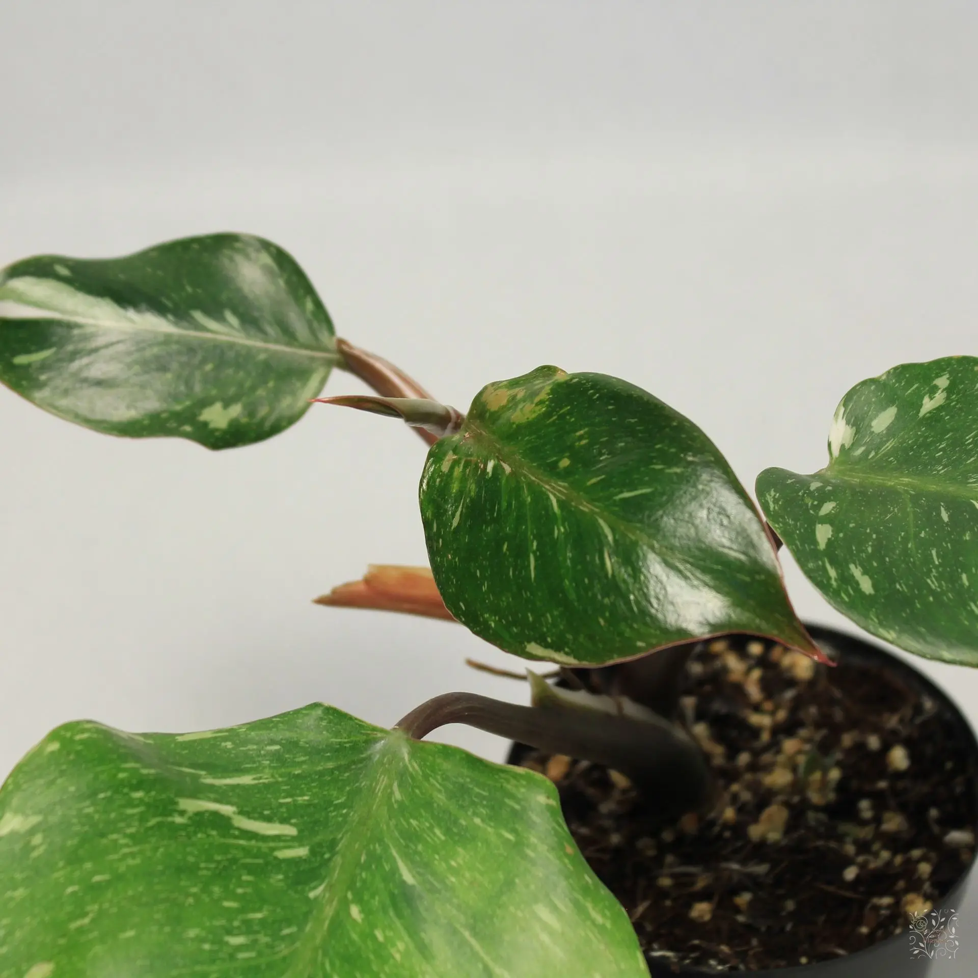 Philo White Knight Marble King