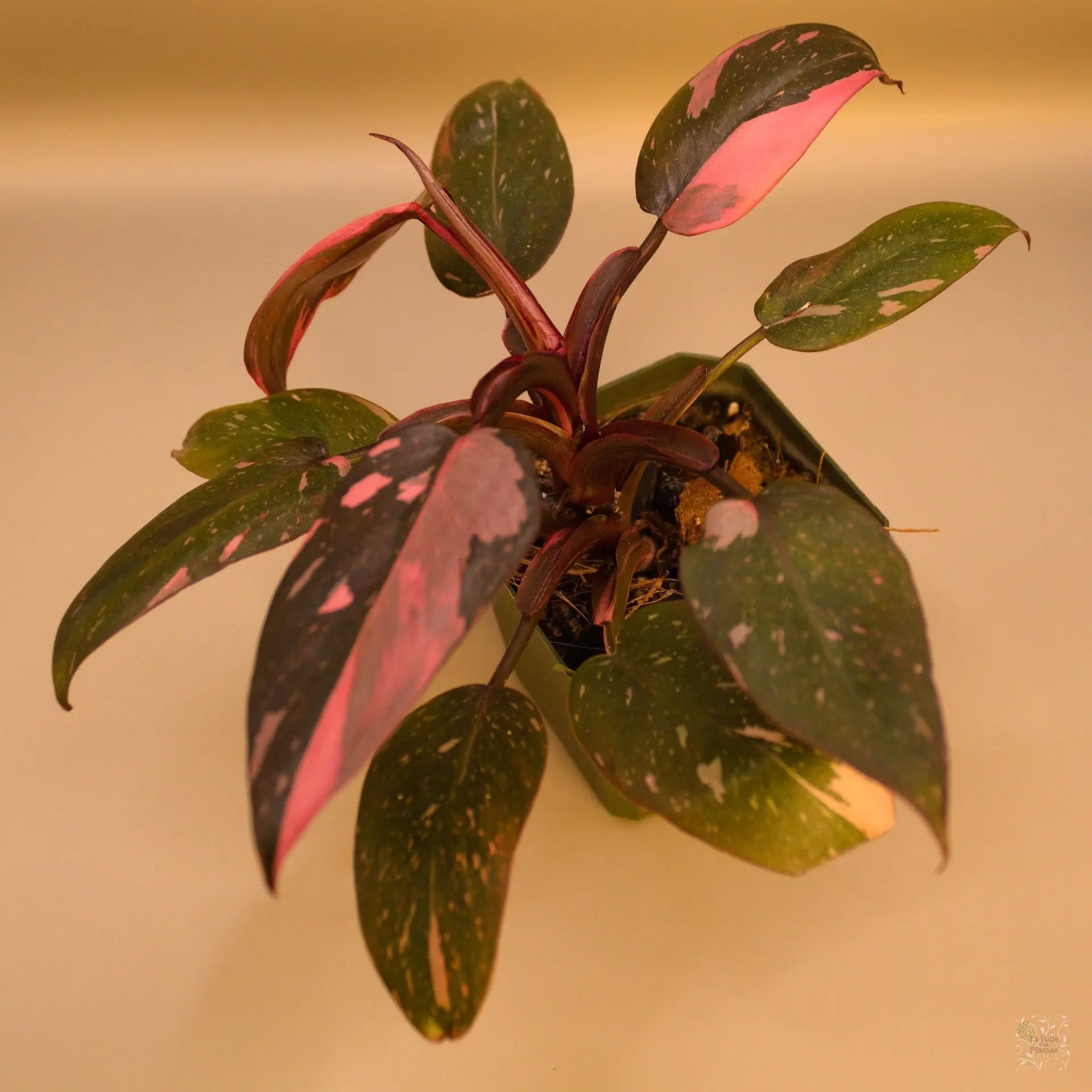 Philo Pink Princess Marble