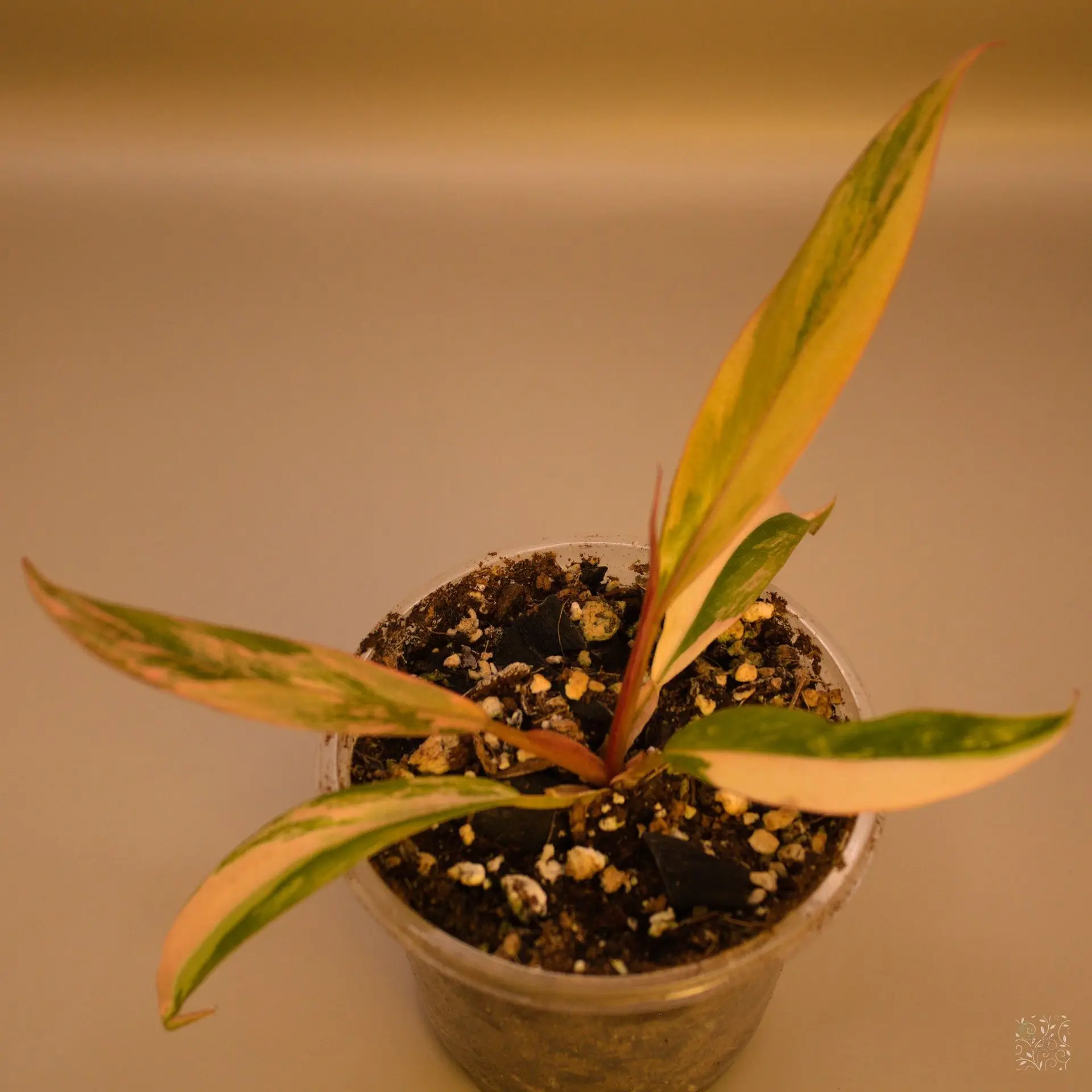 Philo Caramel Marble