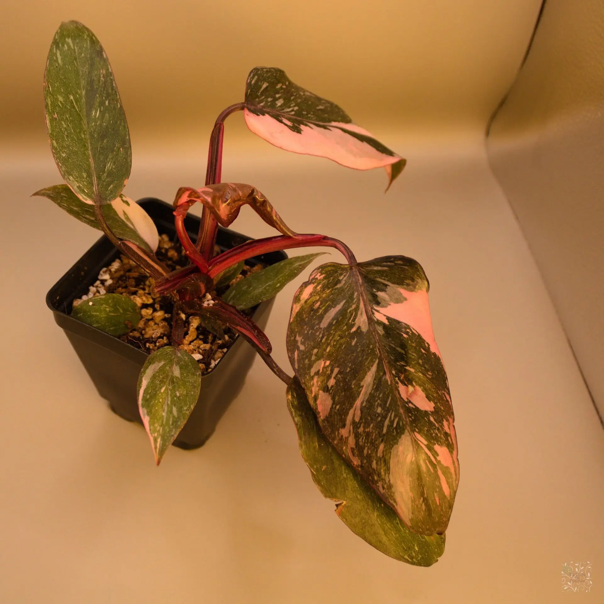 Philo Pink Princess Marble