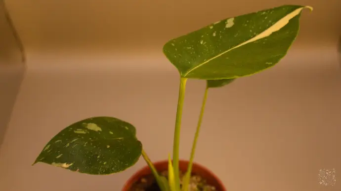 Monstera Thai Constellation Creme Brulee