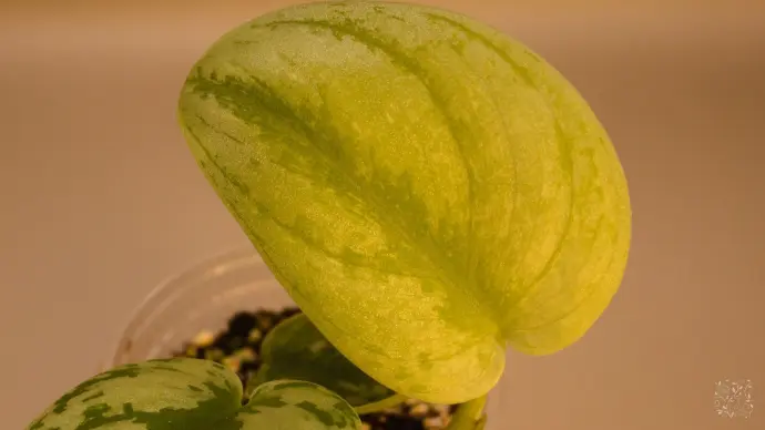 Scindapsus Linchmint