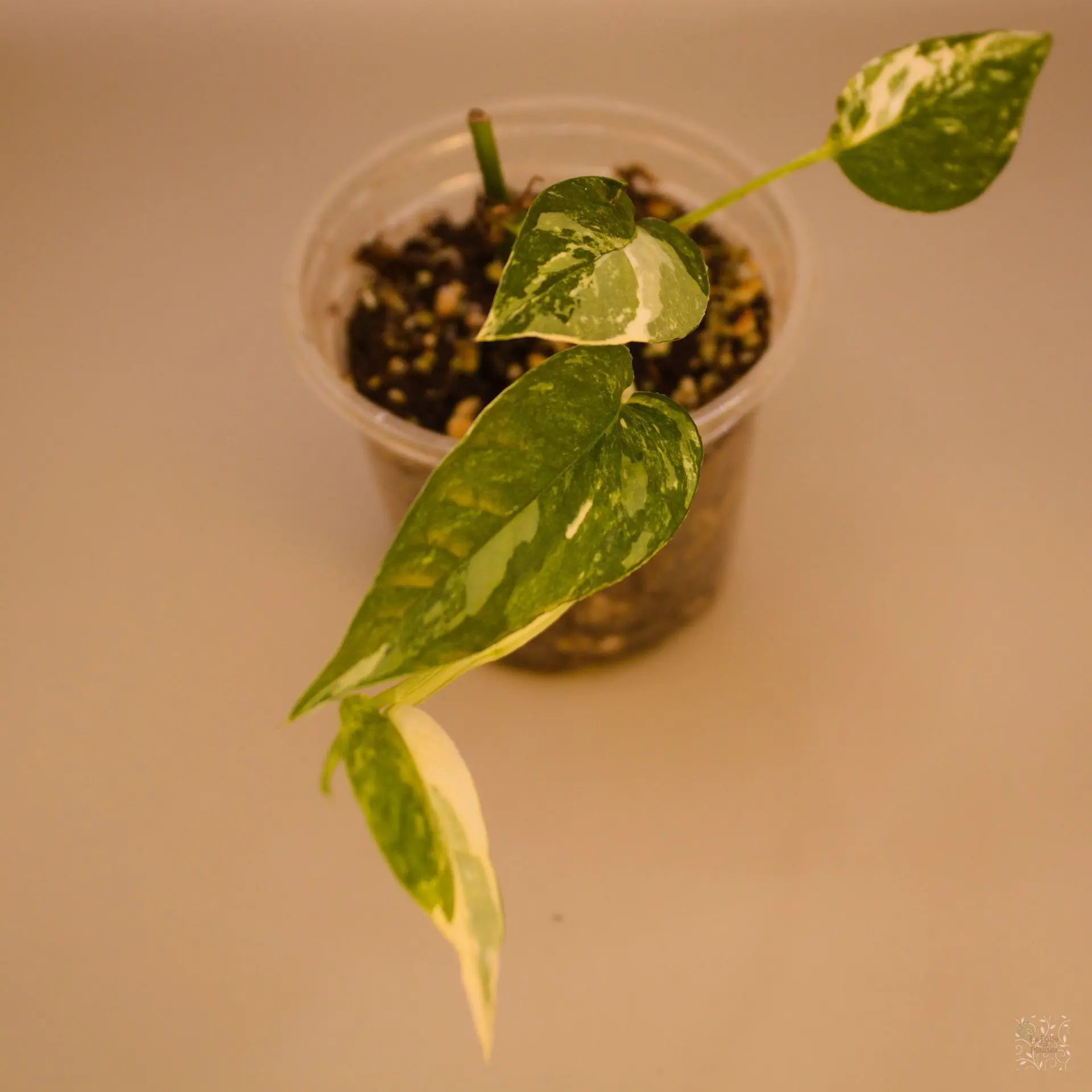 Epipremnum Pinnatum Albo