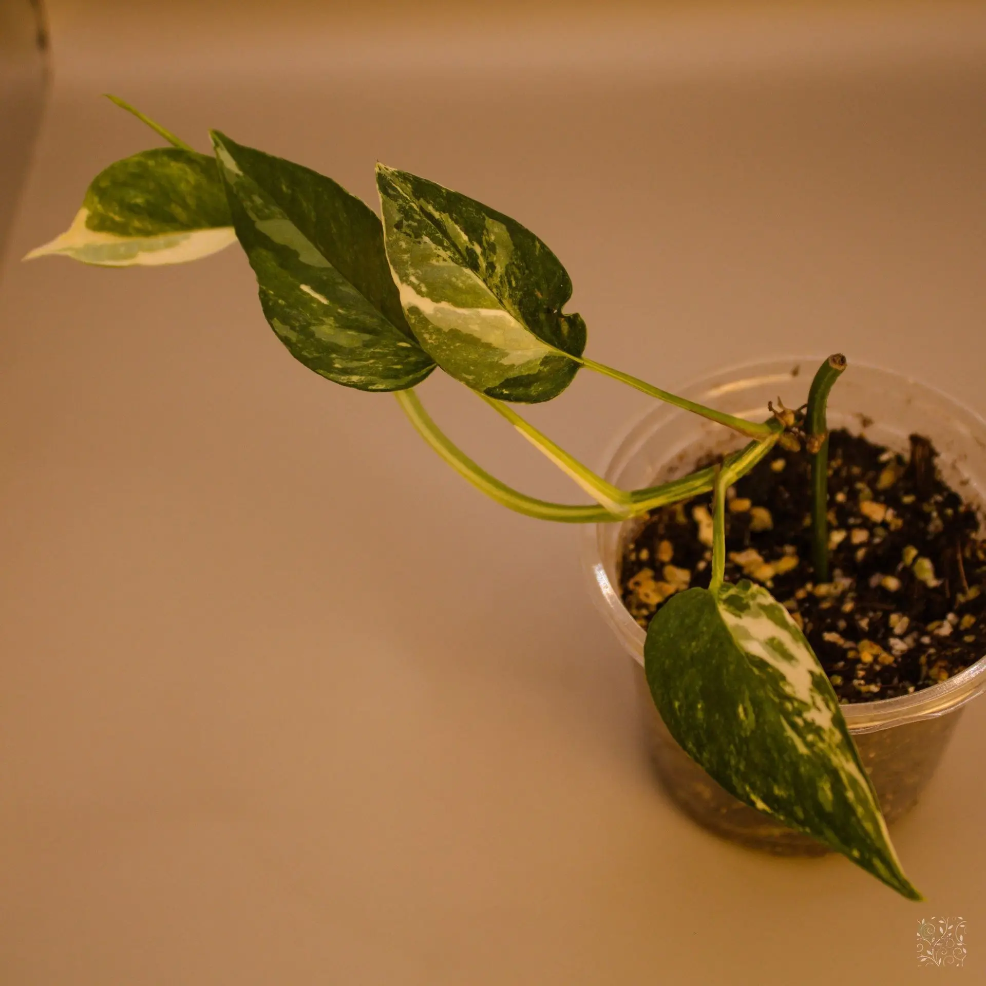 Epipremnum Pinnatum Albo