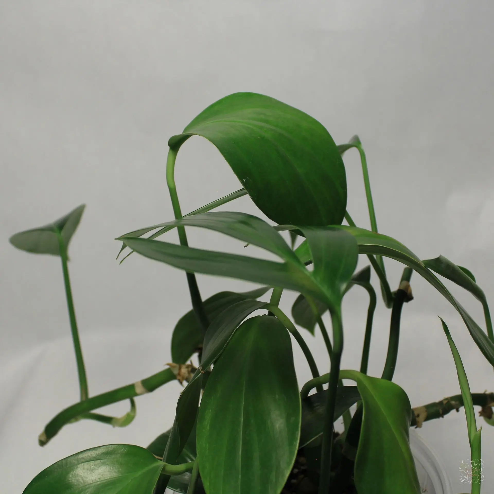 Raphidophora Decursiva Dragon Tail