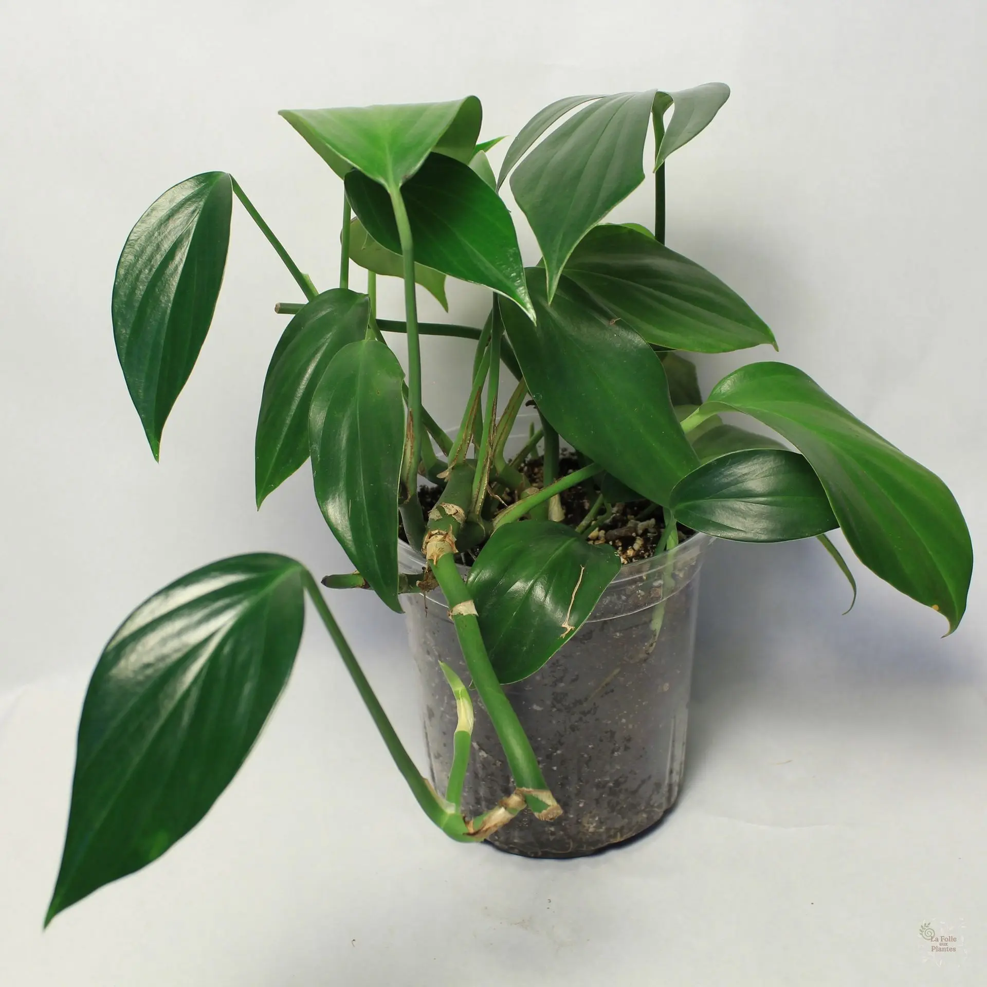 Raphidophora Decursiva Dragon Tail