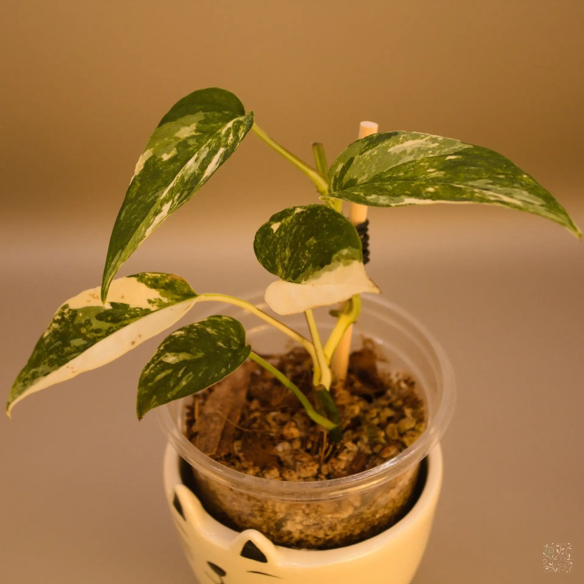 Epipremnum Pinnatum Albo