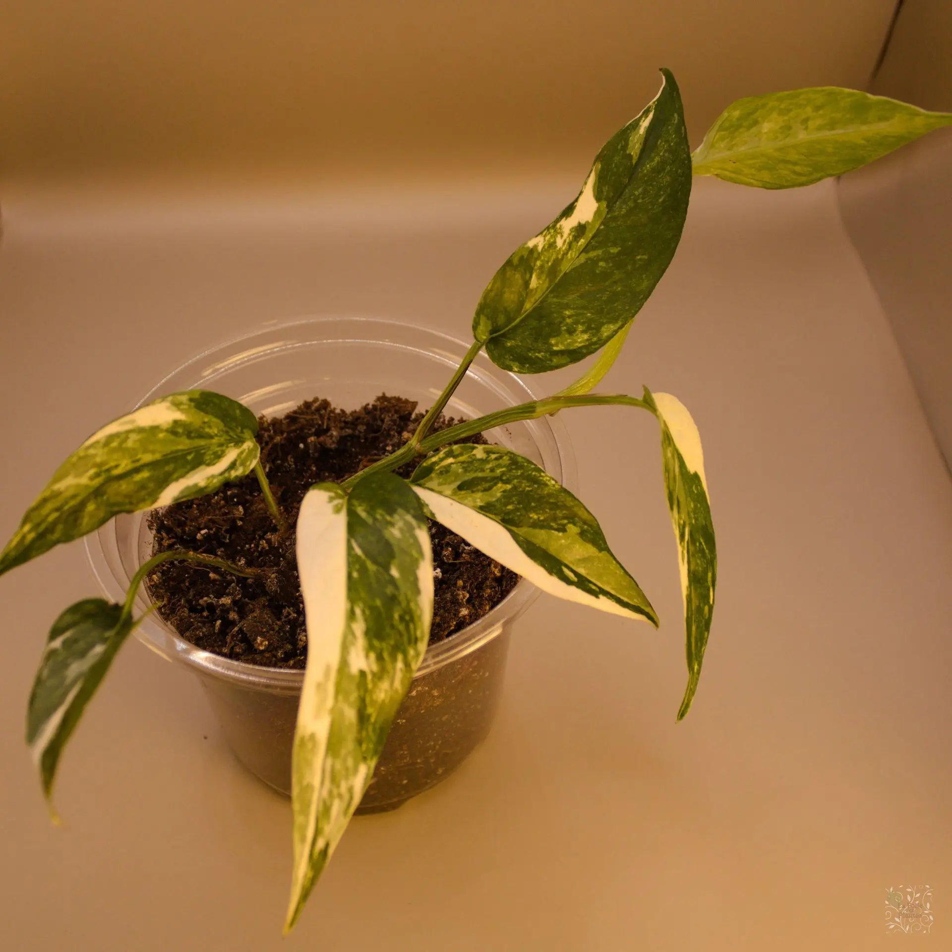 Epipremnum Pinnatum Albo