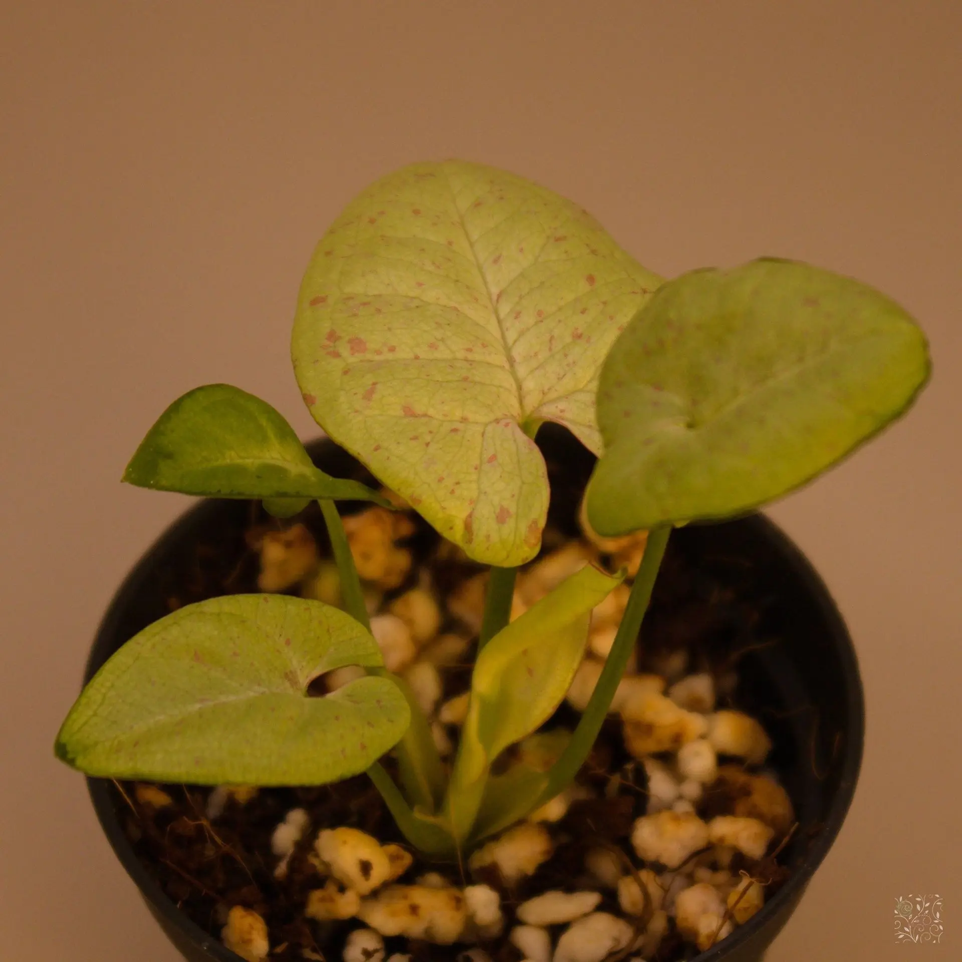 Syngonium Milk Confetti