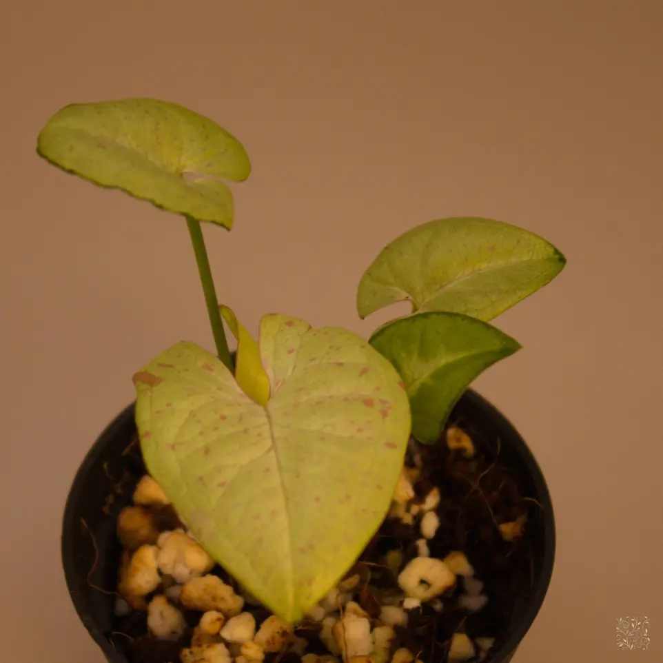 Syngonium Milk Confetti