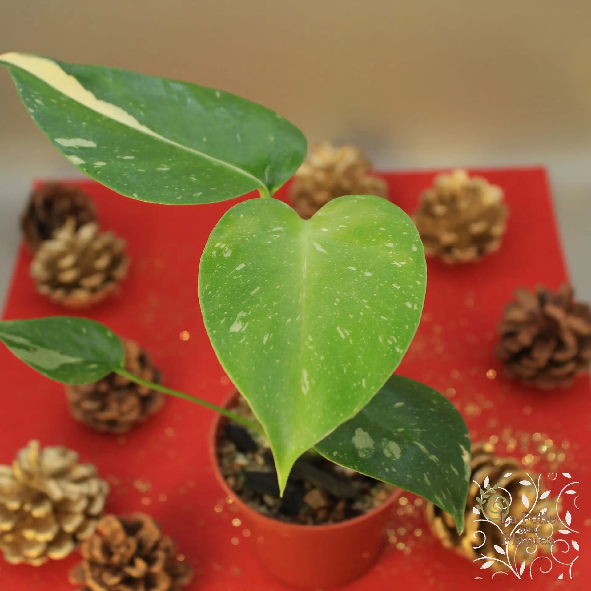 Monstera Thai Constellation Creme Brulee