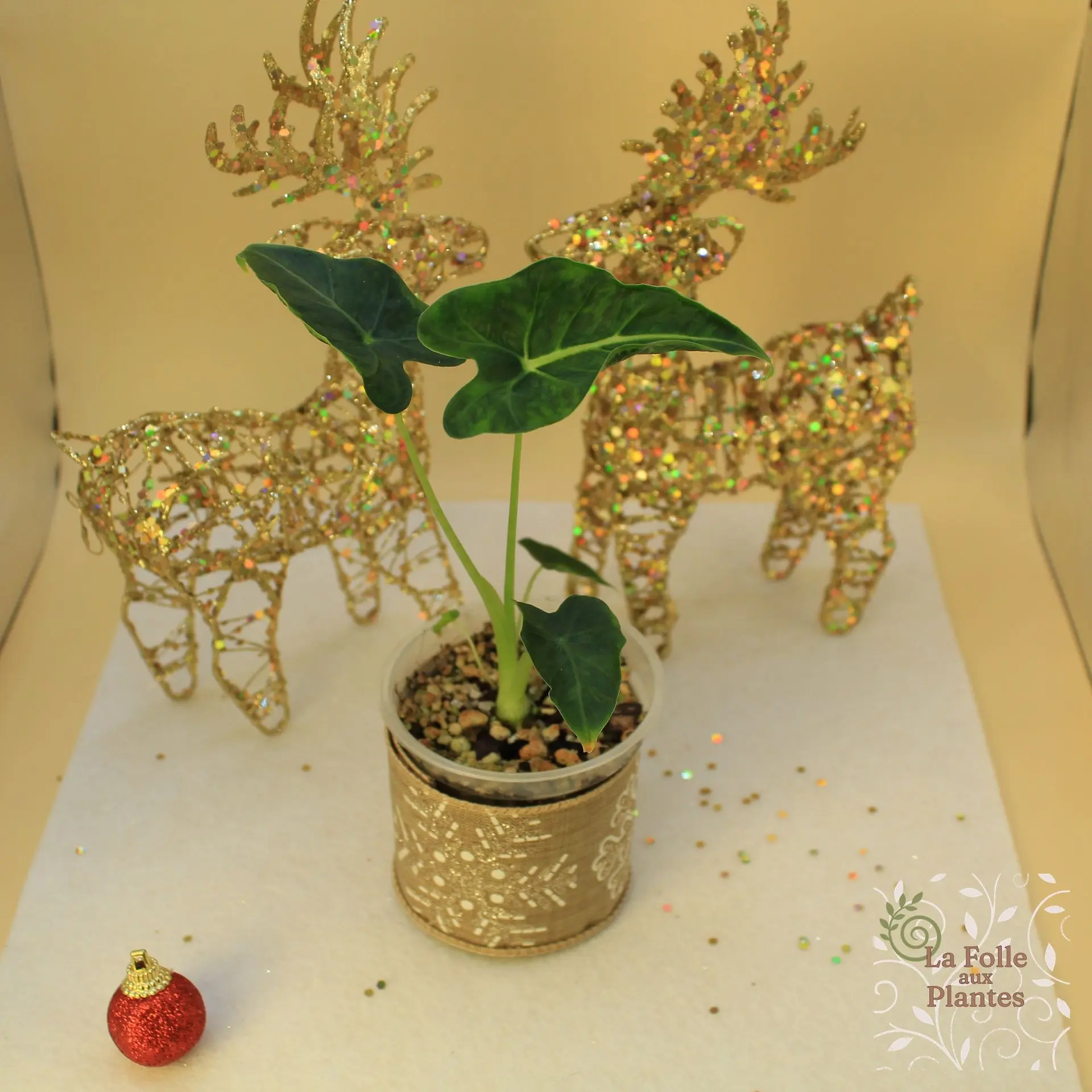 Alocasia Frydek Tattoo