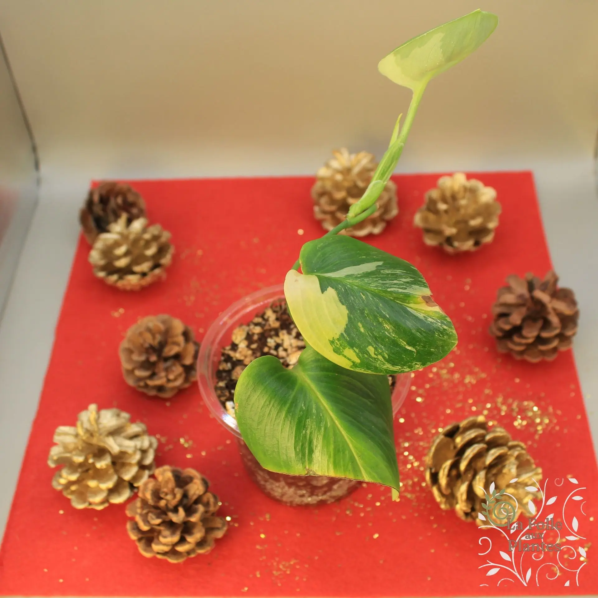 Scindapsus Rubicon Green on Green