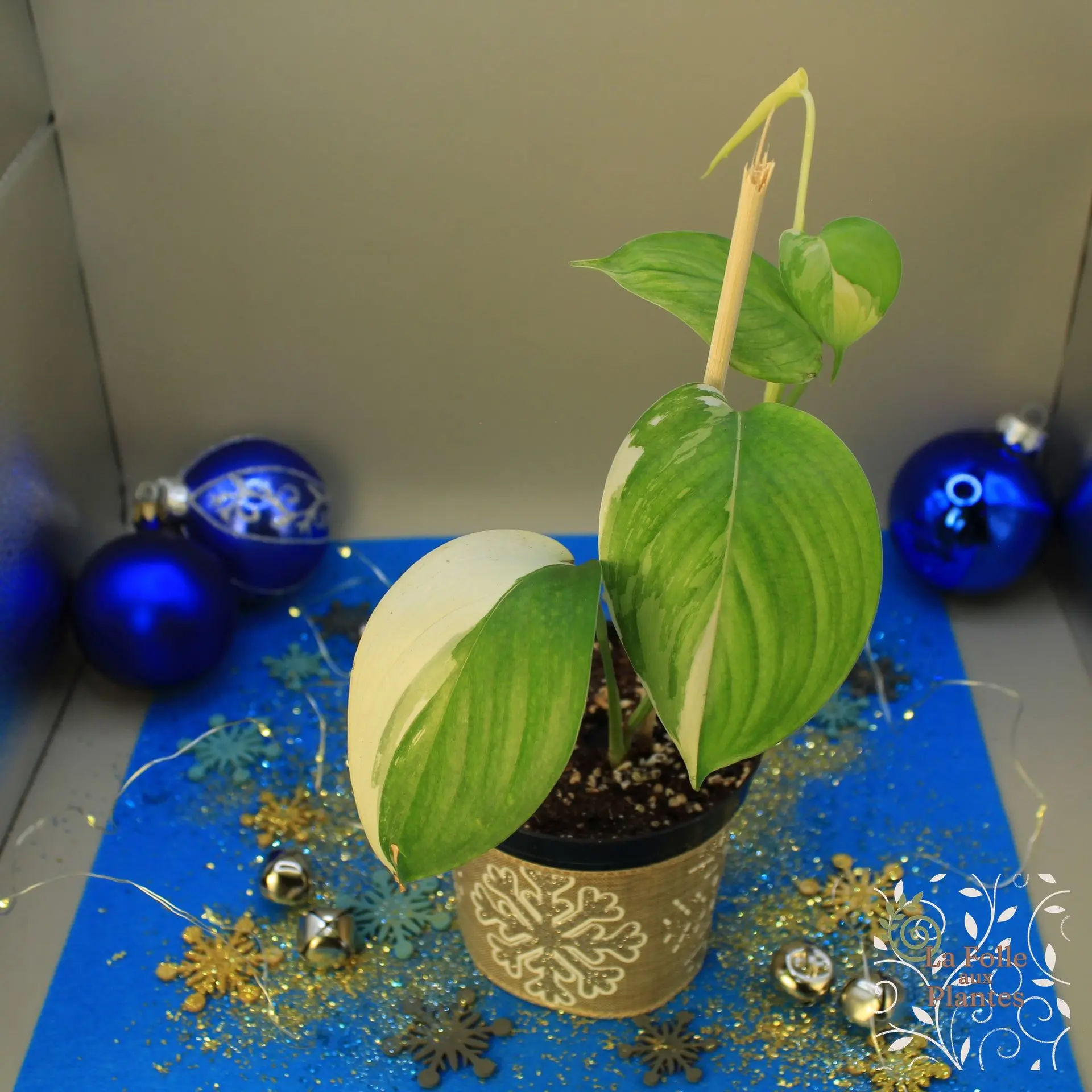 Scincapsus Blue Albo