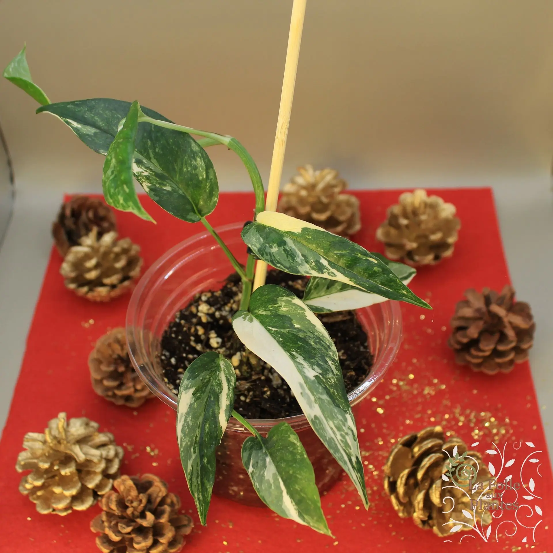 Epipremnum Pinnatum Albo