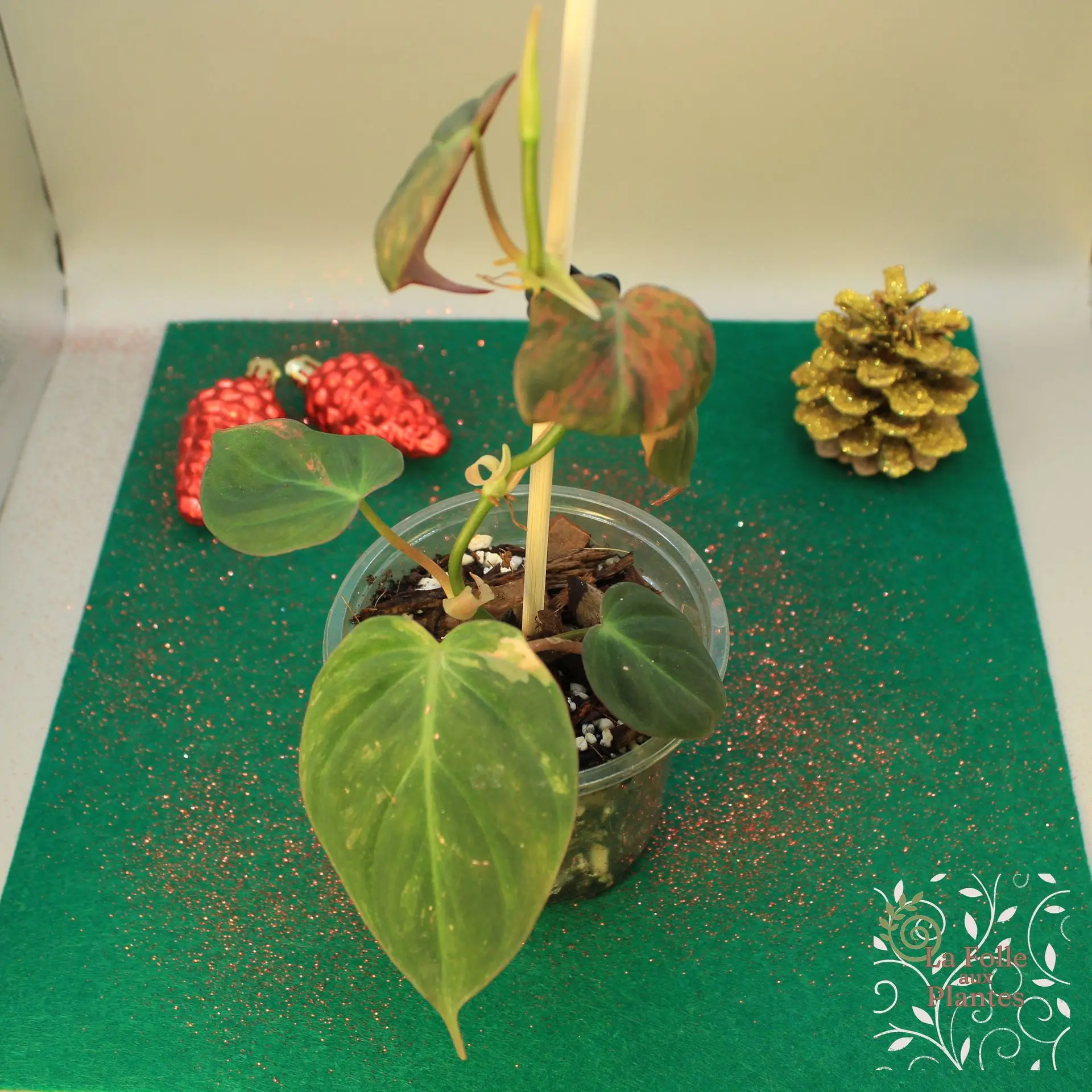 Philodendron Micans Vg