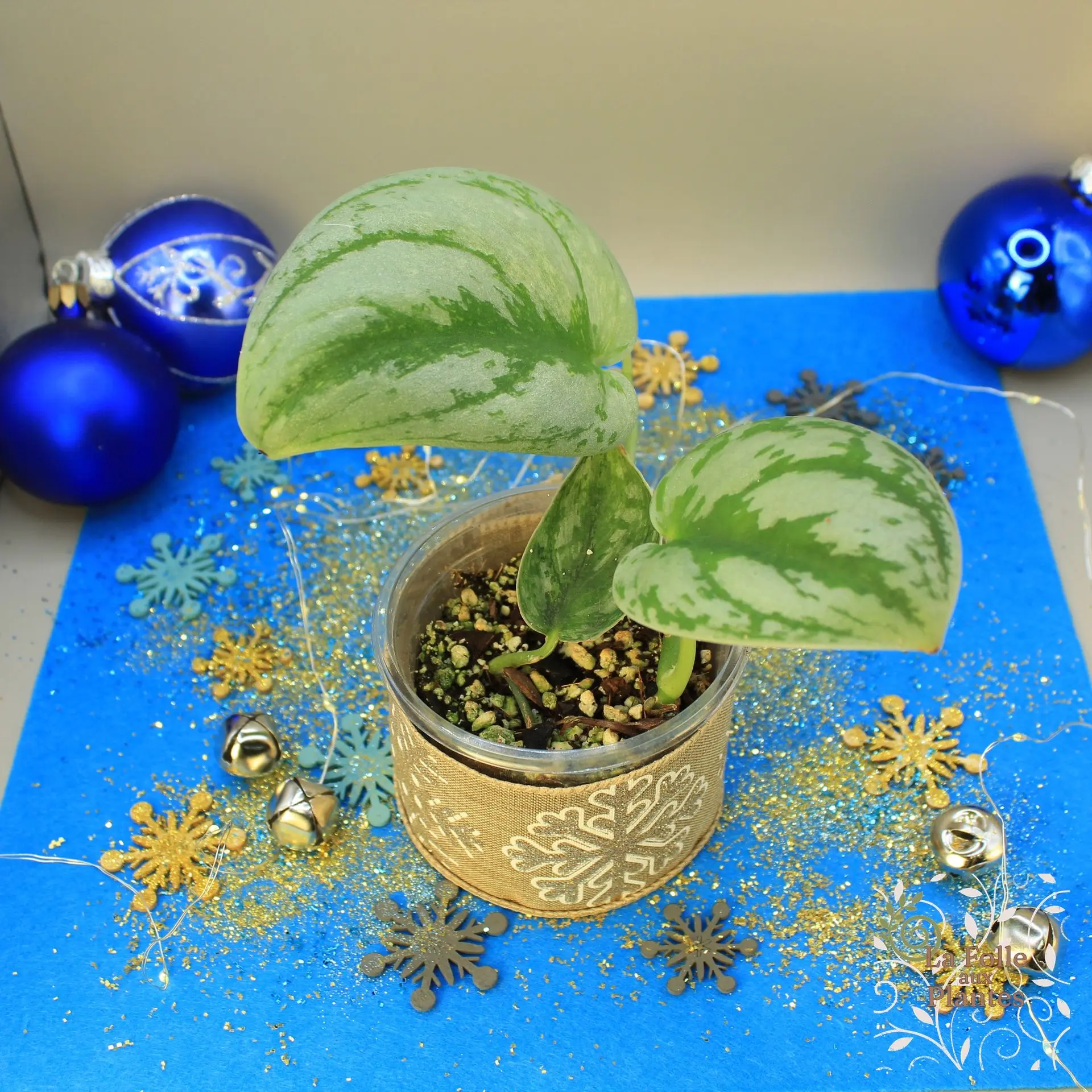 Scindapsus Silver Splash