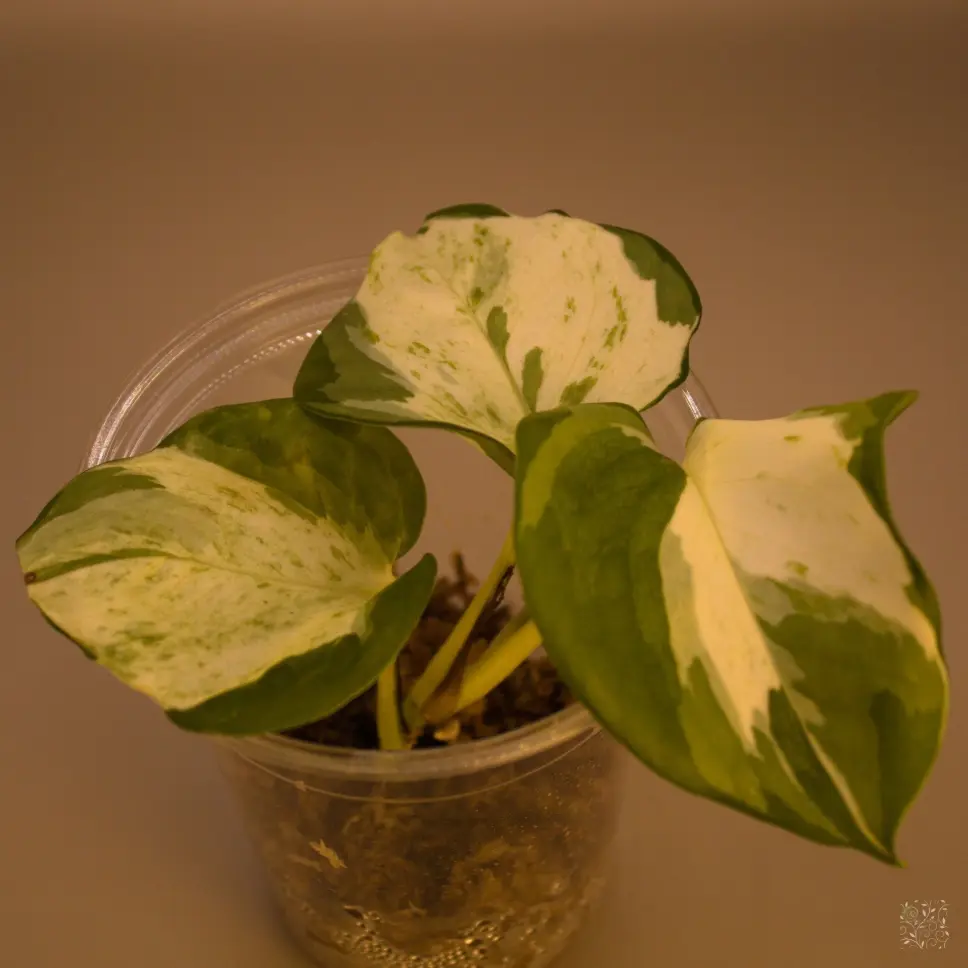 Pothos Manjula