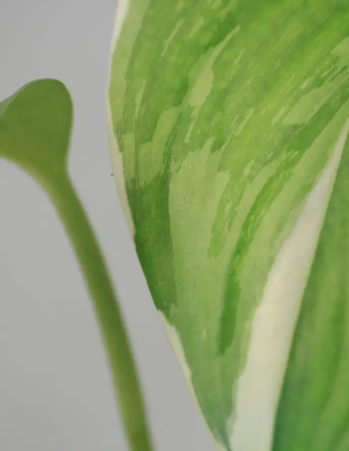 Scindapsus treubii Blue ALbo