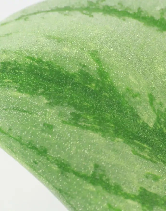 Scindapsus pictus Silver Splash