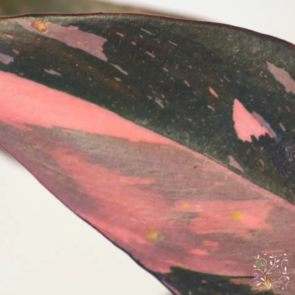 Philo Pink Princess Marble