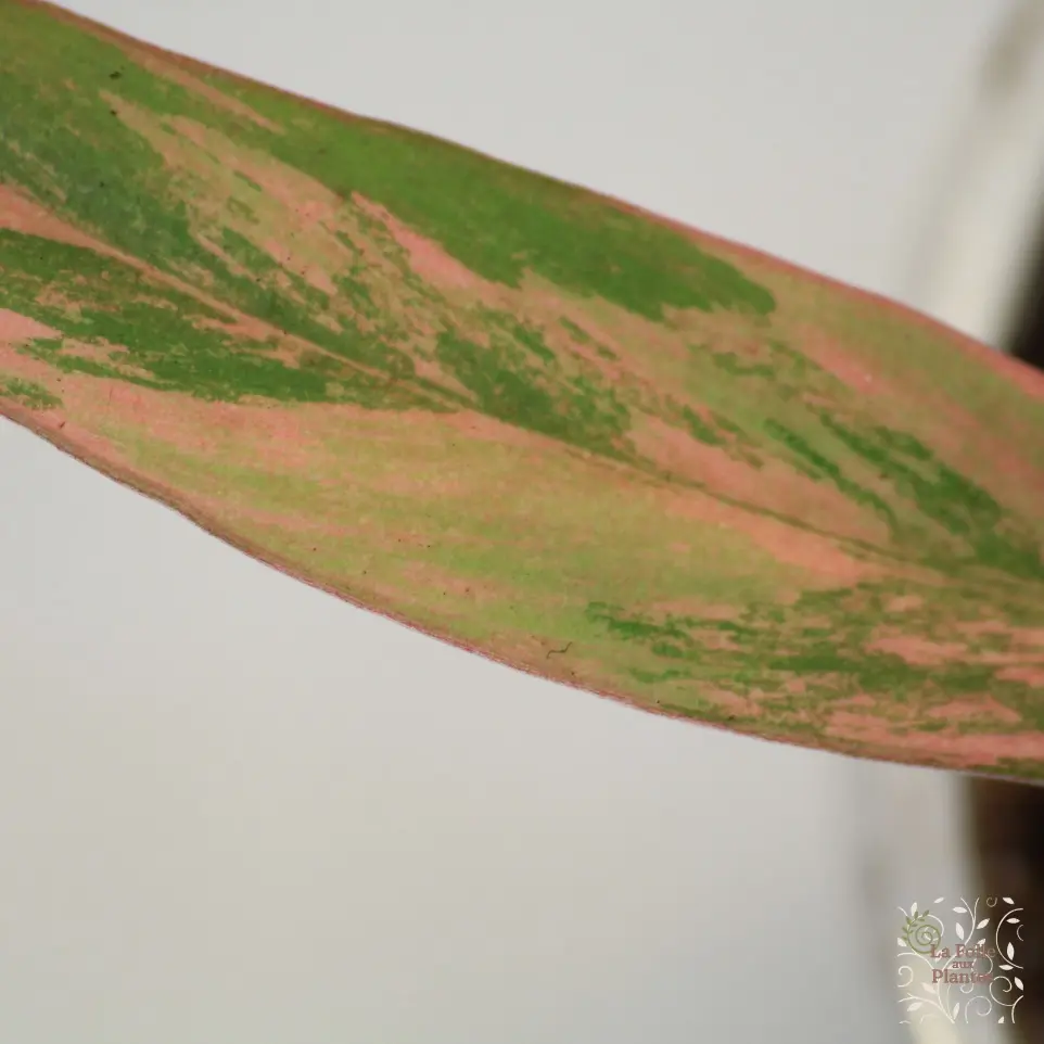 Philo Caramel Marble