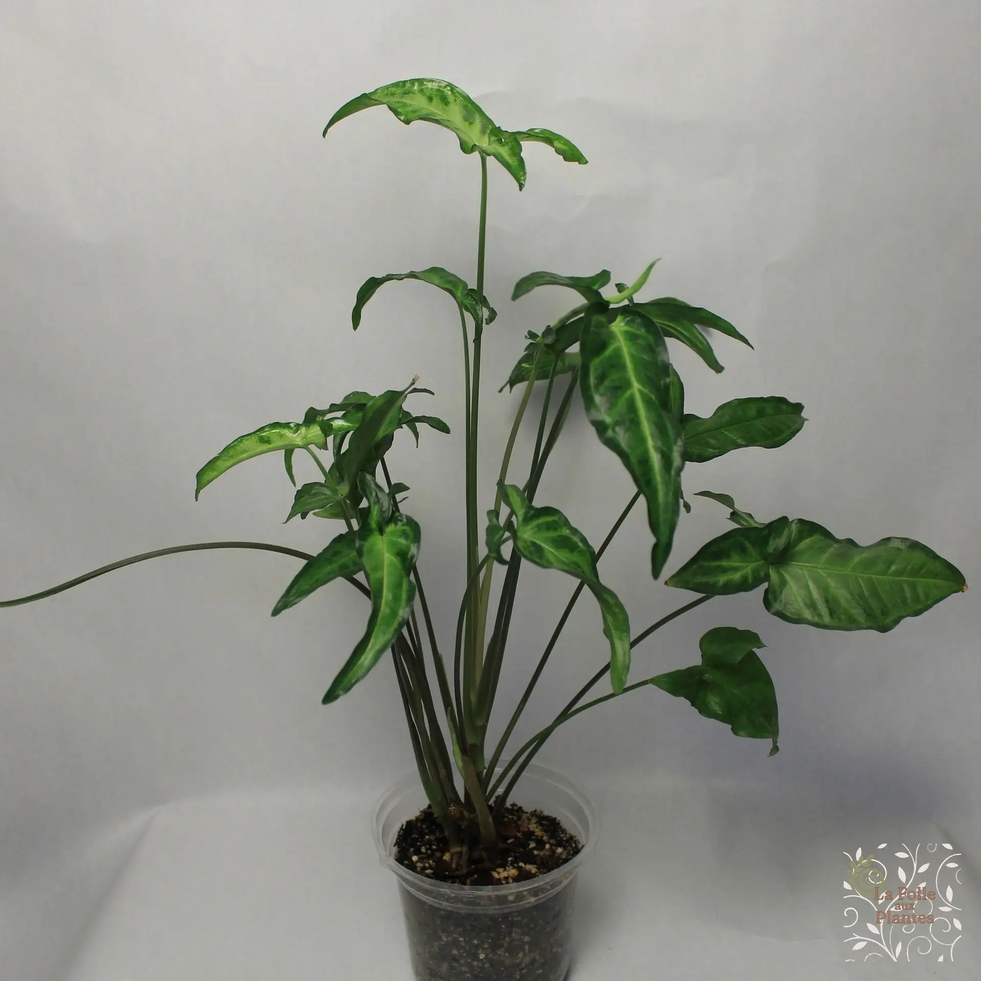 Syngonium White Butterfly