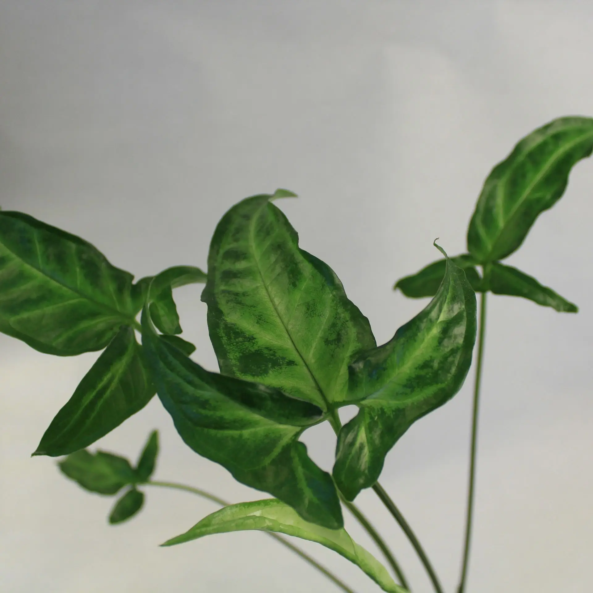 Syngonium White Butterfly