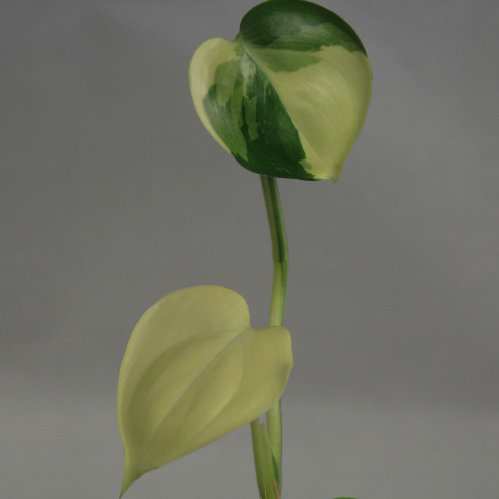 Scindapsus blue albo