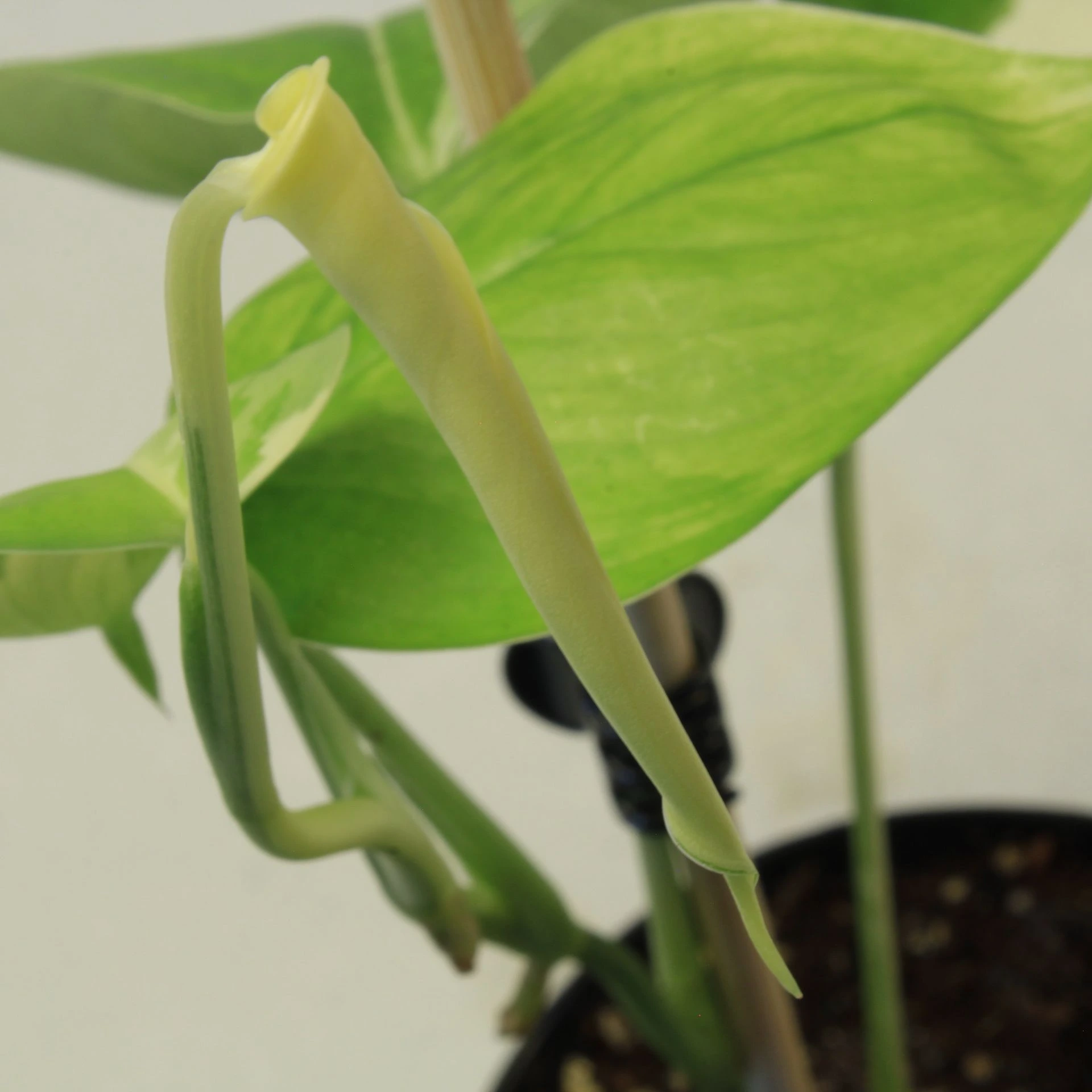 Scindapsus blue albo
