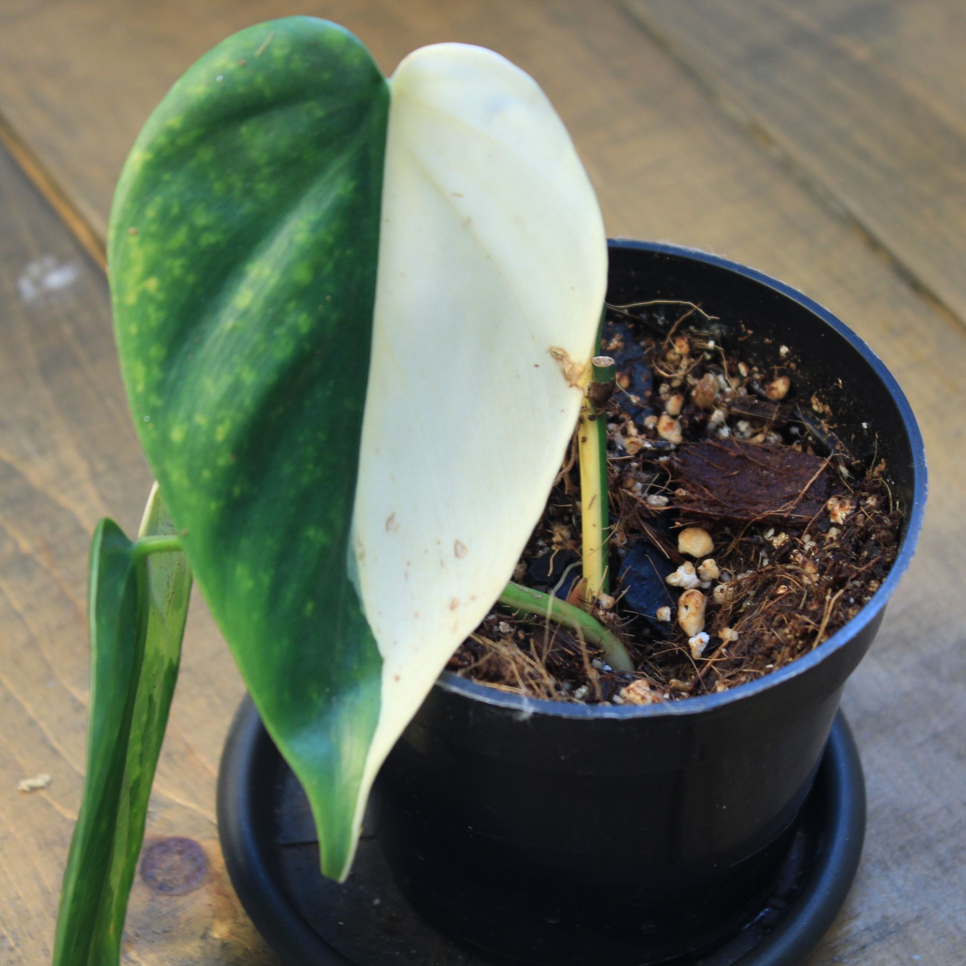 Philodendron hederaceum albo