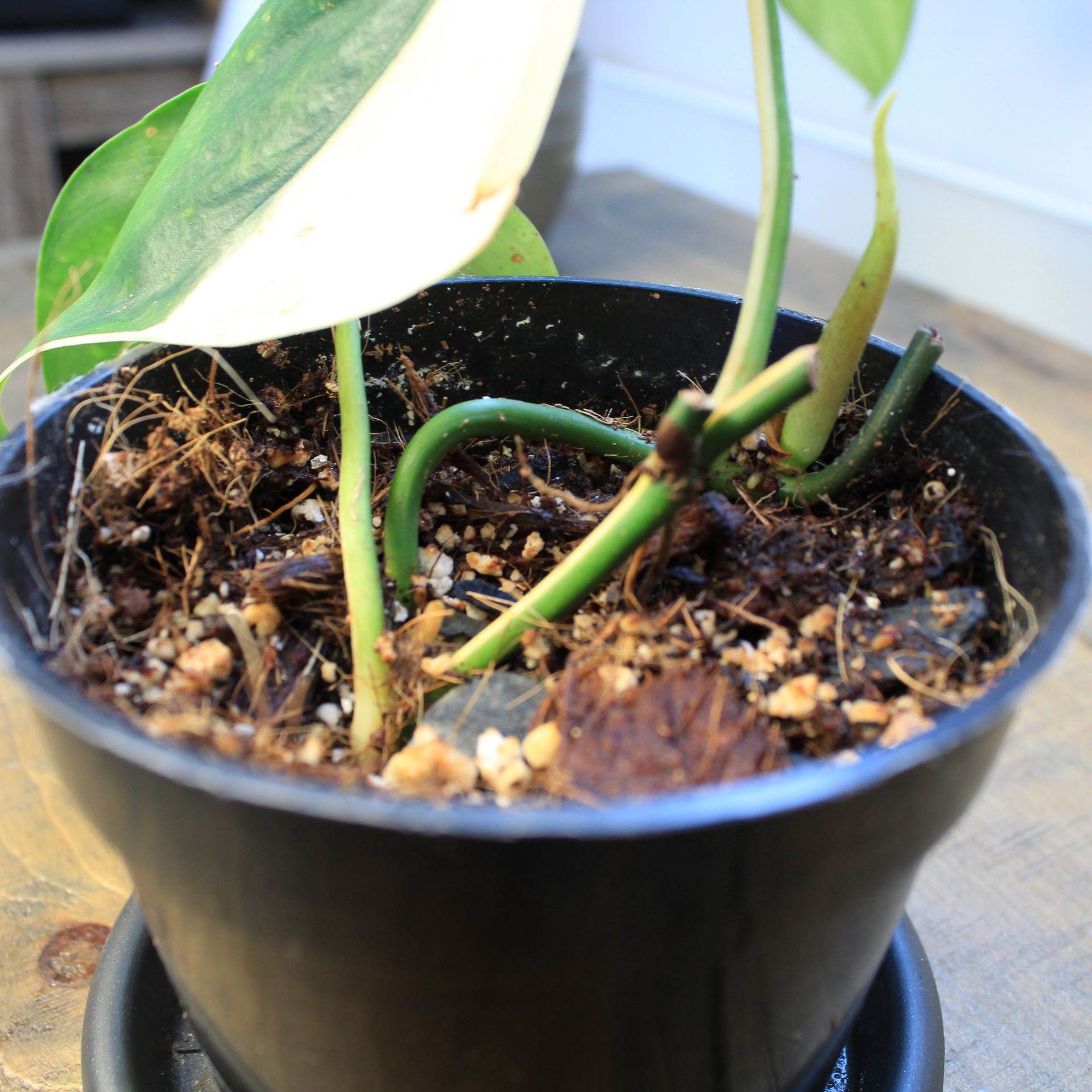 Philodendron hederaceum albo