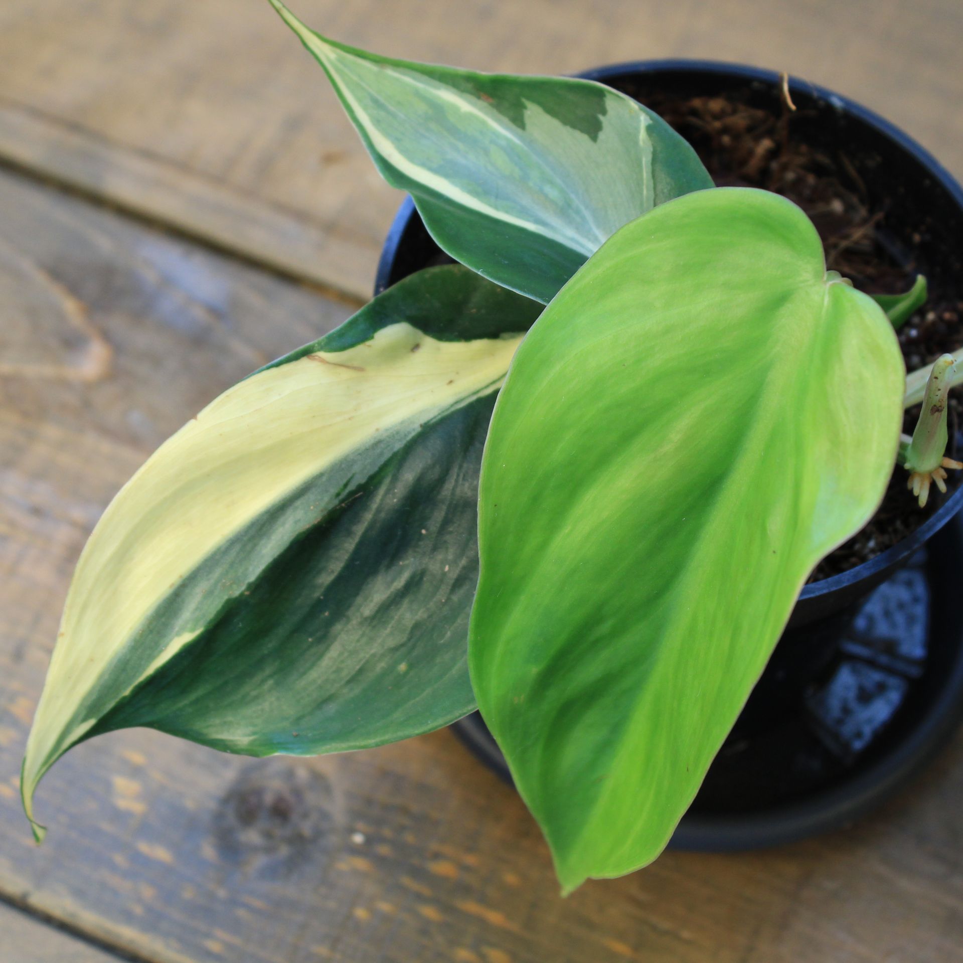 Philodendron Rio