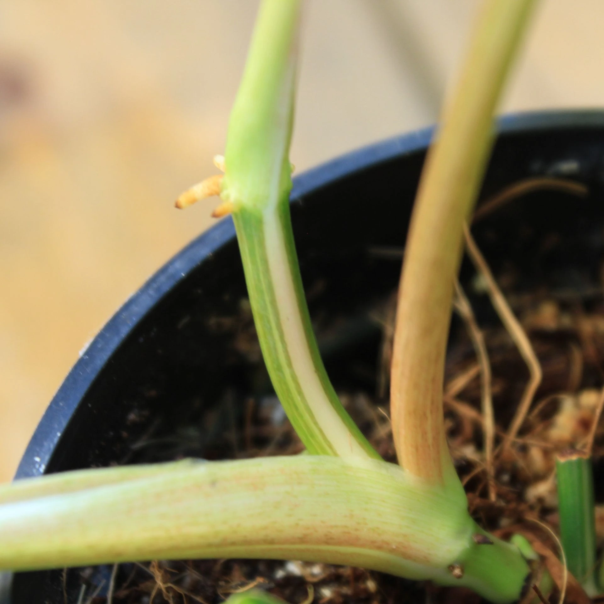 Philodendron Rio