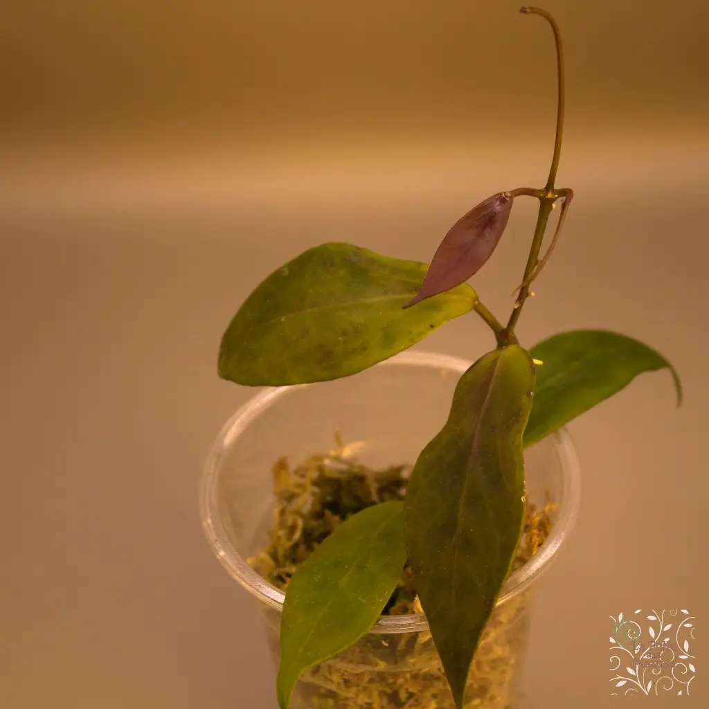 Hoya Flavida 1_web.webp