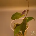 Hoya Flavida 1_web.webp