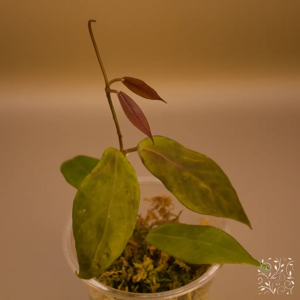 Hoya Flavida_web.webp