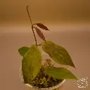 Hoya Flavida_web.webp