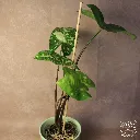 IMG_9208_web.webp