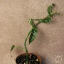 IMG_9103_web.webp