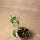 IMG_9102_web.webp
