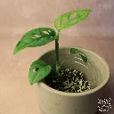 IMG_9086_web.webp
