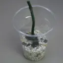 Raphidophora Decursiva Dragon Tail