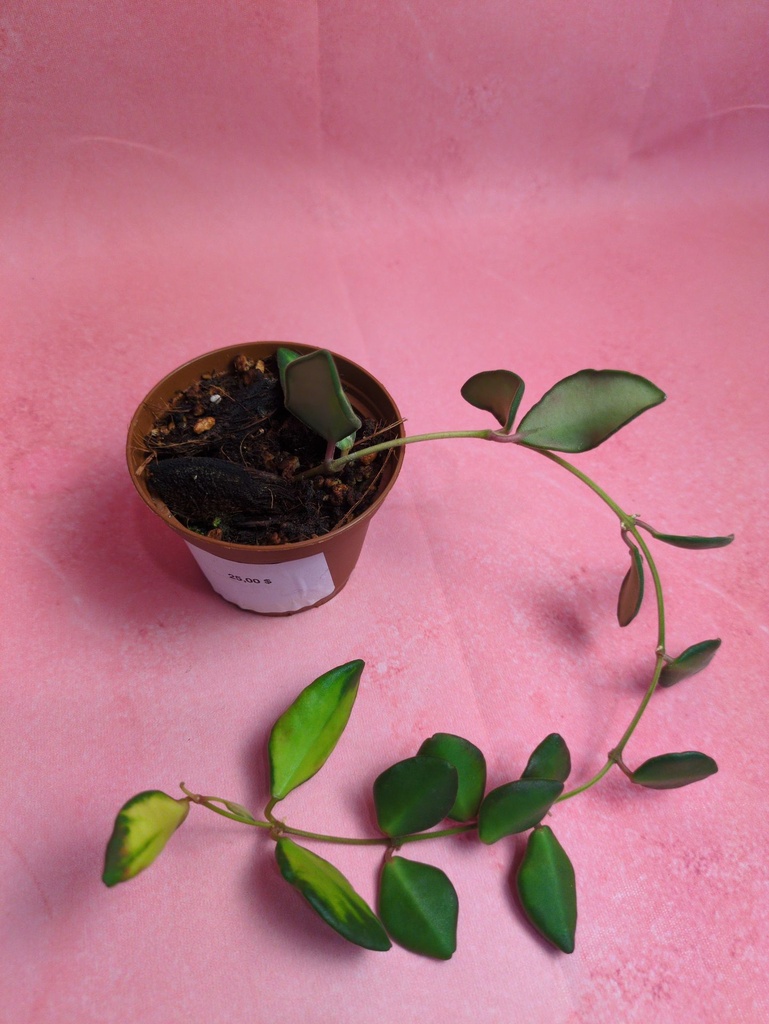 Hoya DS-70 Vg