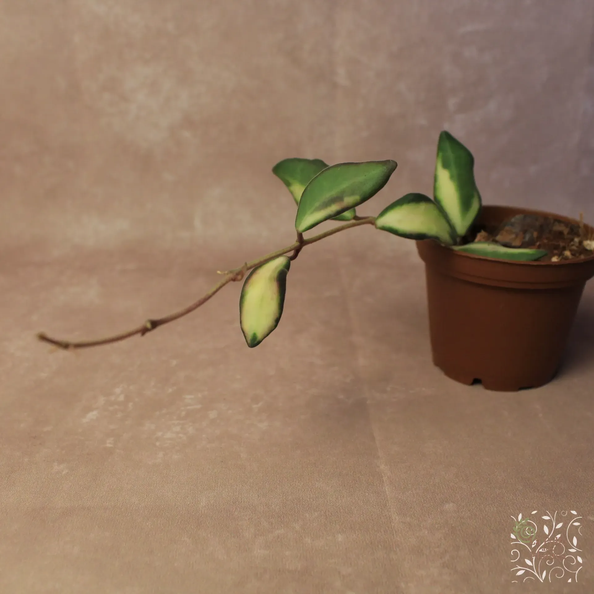 Hoya DS-70 Vg